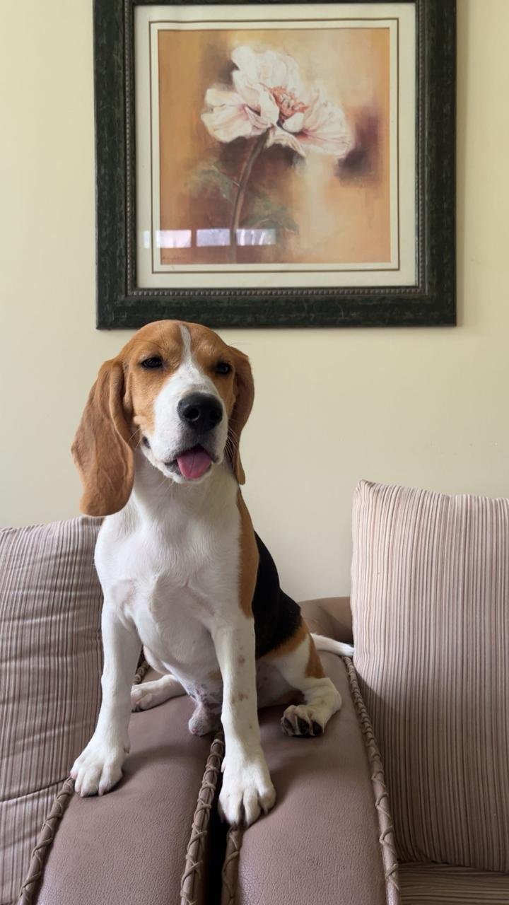 Leo the beagle, the photo his portrait was made from